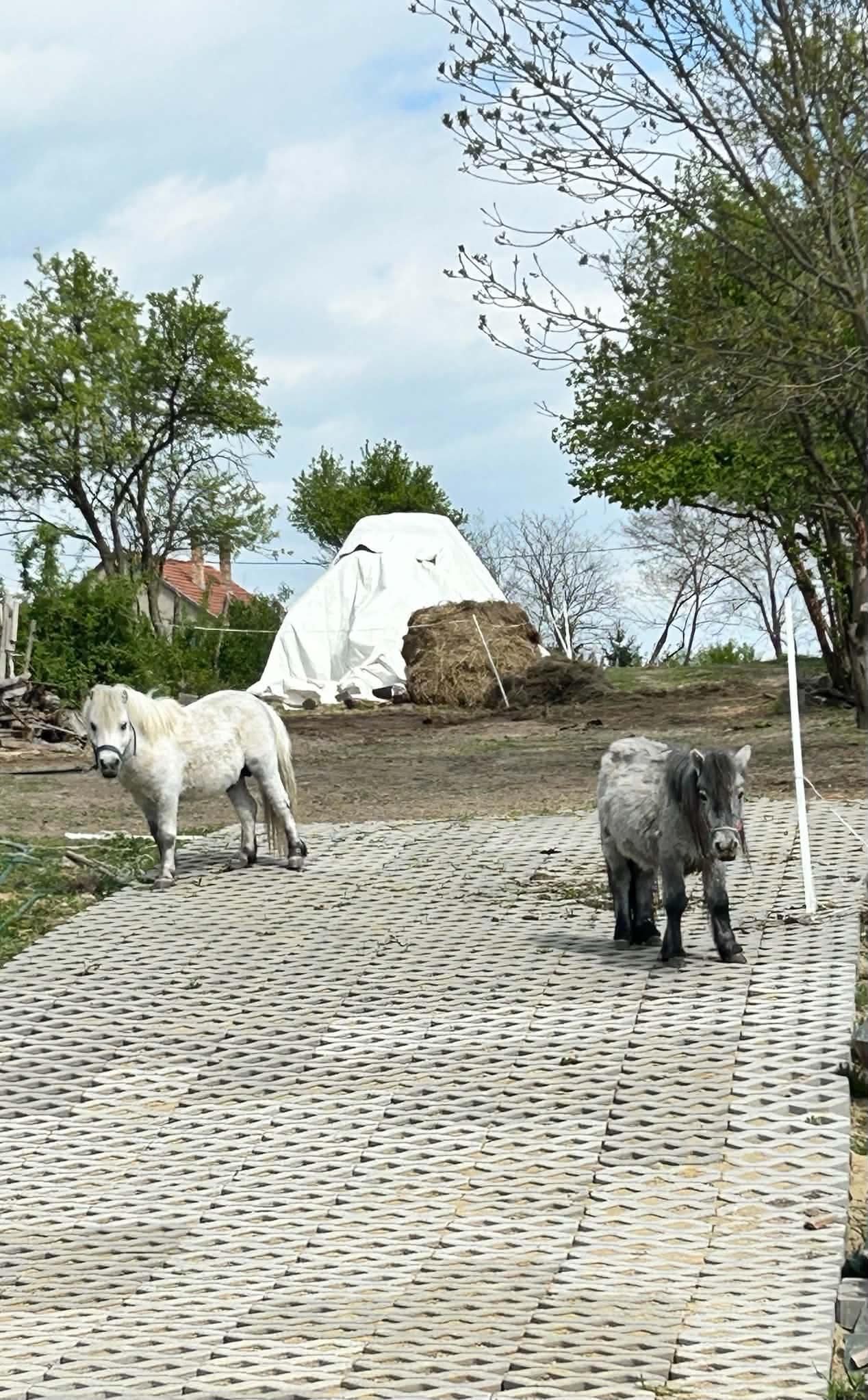 Pajkos Póni Apartman 3